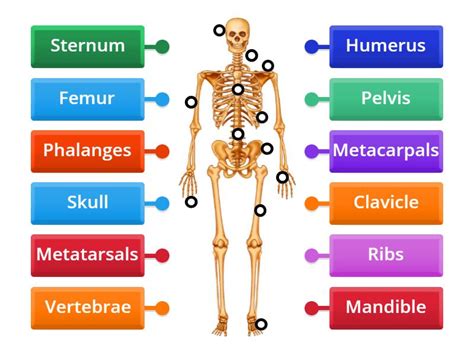 Label The Skeletal System Labelled Diagram