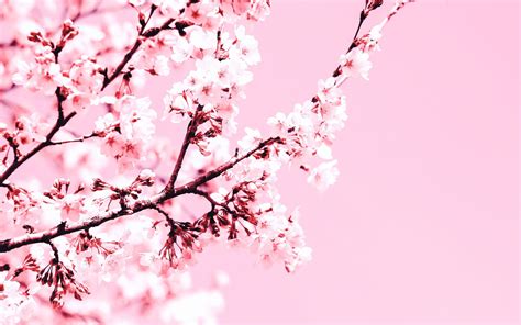 Download Wallpaper 1680x1050 Cherry Blossom Flowers Branch Pink