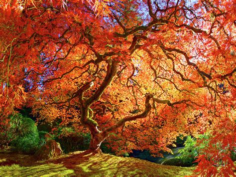 Japanese Maple Tree With Autumn Leaves Photograph By Craig Voth
