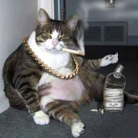Create Meme Thug Cat Thug Cat Thug Cat Katamatite Pictures