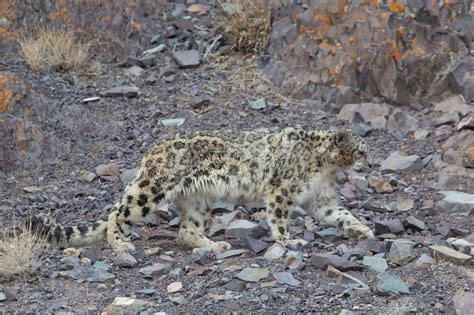 Can You Spot The Snow Leopard Amazing Photographs Show The Elusive