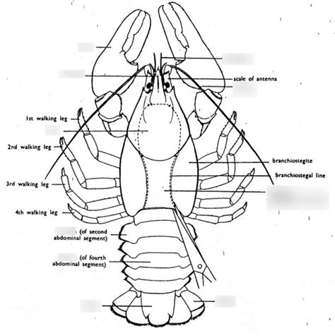 Lab Phylum Arthropoda Crustaceans And Muscular Systems Diagram Quizlet