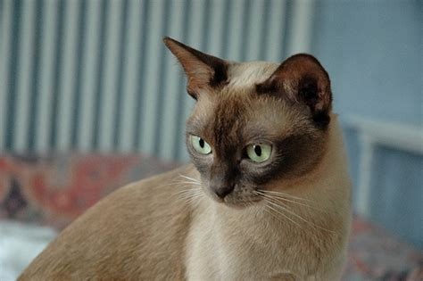 Burmese cats have a beauty all their own, epitomized by their large, rich golden eyes which peer at you from an attractively rounded head covered in deep sable fur. Gerbil Colors - Burmese - Rodent Zone