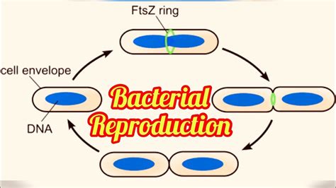Microbiology Notes Bacterial Reproduction And Growth Kinetics Youtube