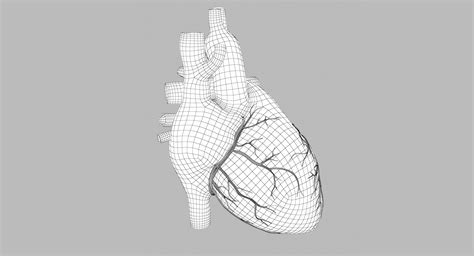 Human Heart Model Turbosquid 1291876