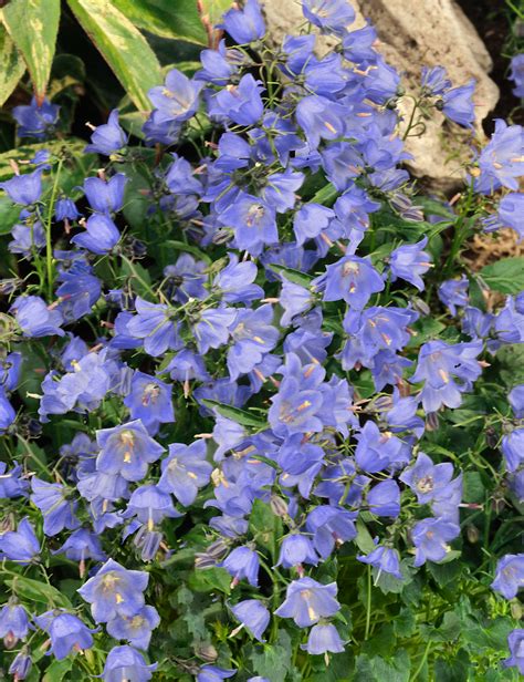 Campanula Cochleariifolia Blue Zahradní Centrum Strakovo Sro