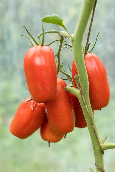 Fresh Ripe Red Tomatoes Plant Growth In Organic Greenhouse Garden Ready
