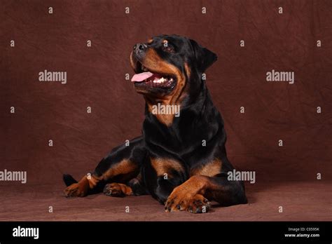 Lying Rottweiler Stock Photo Alamy