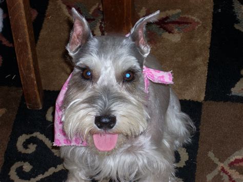 At risk of any genetic diseases: The Way of the Terrier, or Life With a Miniature Schnauzer ...