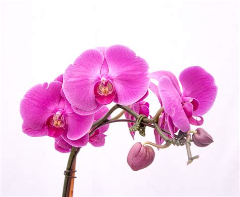 Pink Phalaenopsis Orchid B Tellys Greenhouse