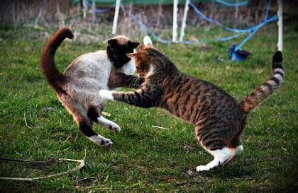 How to stop cats fighting with each other. Cat Fighting - Causes and Solutions For Cat Fights - Cat-World