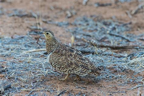 Free Picture Sand Grouse African Birds