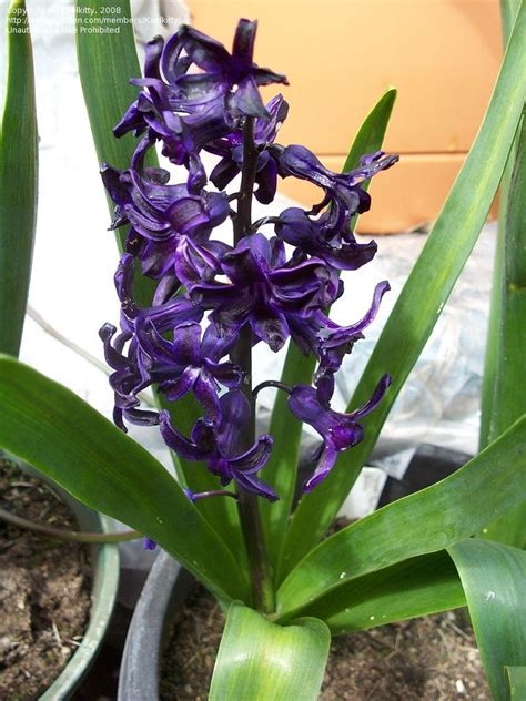 Image captionwalmart is ubiquitous in the us. Dutch Hyacinth 'Blue Magic' (Hyacinthus orientalis) | Blue ...