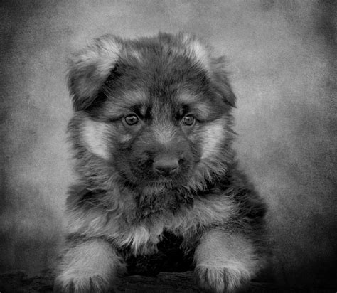Long Coated Puppy Ii Photograph By Sandy Keeton Fine Art America