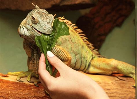 What Do Lizards Eat Petmd