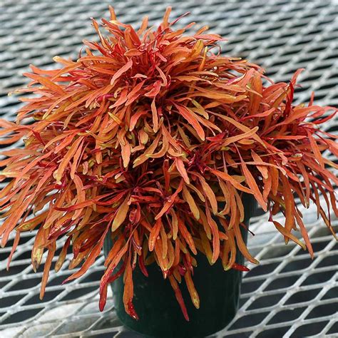 (lust for life), pretty woman и. Coleus FANCY FEATHERS™ Copper | TERRA NOVA® Nurseries, Inc.