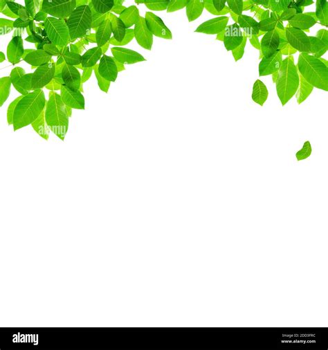 Green Leaf Border Design On White Background Stock Photo Alamy
