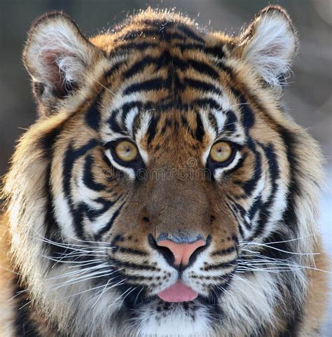 Tiger Head Stock Image Image Of Head Nature Face Wildlife 47143817