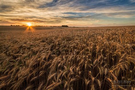 July Print Of The Month Wheat At Sunset Get A 16x20 Canvas Gallery