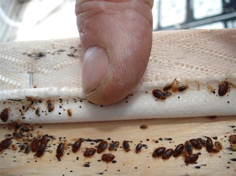 100 Effective Bed Bug Treatment Found In Ma Networx