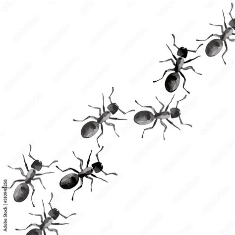 Watercolor Illustrated Ants In Line Hand Painted Insects Stock