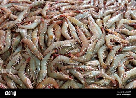 Freshly Caught Prawns On Sale At The Central Fish Market Manama