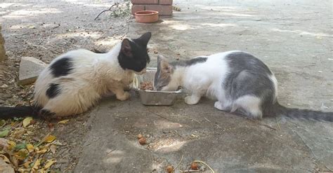 How To Feed Feral Cats While On Vacation Cawrca