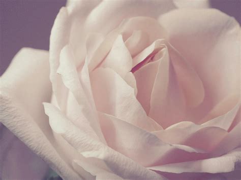 Macro Photography Of Pale Pink Rose · Free Stock Photo