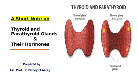 Pdf Short Notes On Thyroid And Parathyroid Glands And Their Hormones