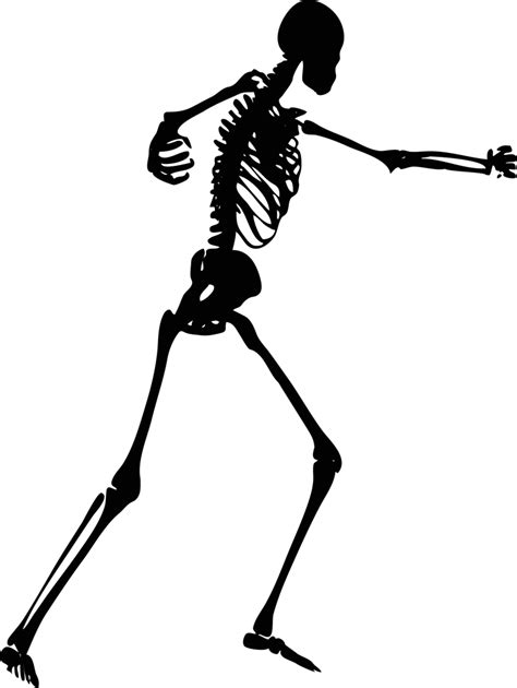 Free Skeleton Human Skeletons Set Vector 92827