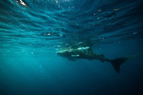 Swimming With Whale Sharks Underwater Photography Gallery