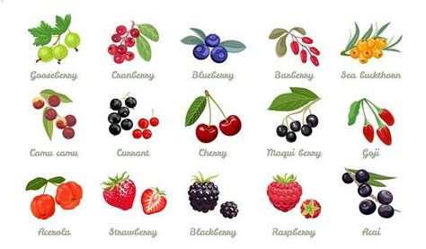 The Health Benefits Of 4 Berry Types All Things Health