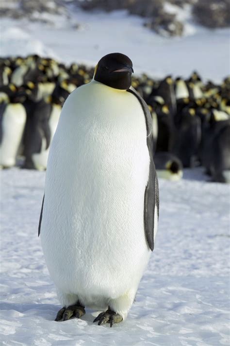 Cesarski Pingvini So Vedno Bolj Ogrožena Vrsta Delo