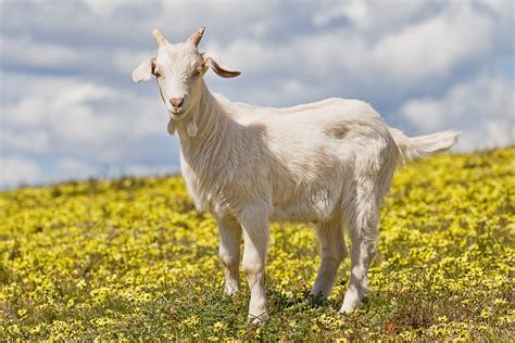 Filedomestic Goat Kid In Capeweed Wikipedia