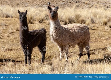 Llama In The Wild In Bolivia Highlands Altiplano Vicuna Alpaca Lama