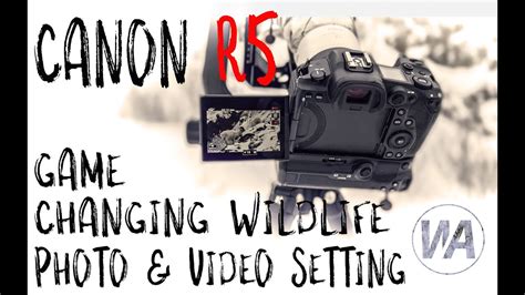 The Essential Wildlife Photography And Videoography Setting For The Canon R Youtube