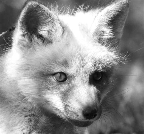 30 Day Black And White Photo Challenge Entry 8 Baby Fox Maniacmoose