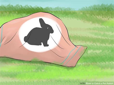The easiest is to get a human trap and something that bunnies like. How to Catch a Pet Rabbit (with Pictures) - wikiHow