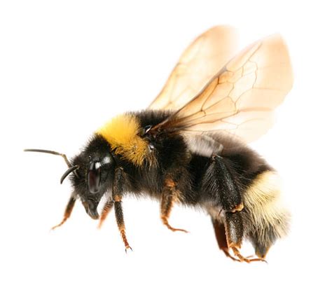 69700 Bumblebee Stock Photos Pictures And Royalty Free Images Istock