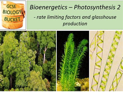 Aqa Gcse Biology Photosynthesis Rate Limiting Factors Glass Houses Teaching Resources