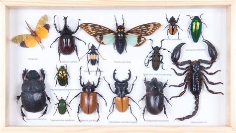 Mounted Tropical Insects Entomology Collection Framed Taxidermy