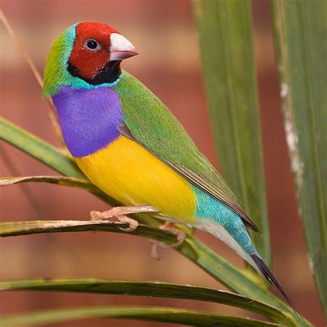 Facts Around Us Australias Beautiful Rainbow Finch Bird Photography