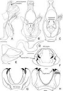 Stylized Drawings Of The Male Eighth Abdominal Segment Ah O Male