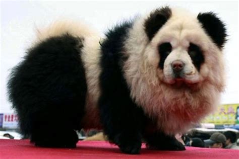 How Are Panda Dogs Made A Fascinating Journey