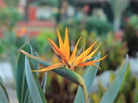 In the mating season, its bright red, yellow and blue feathers stand out against. Strelitzia Reginae - Bird of Paradise - Diaco's Garden ...