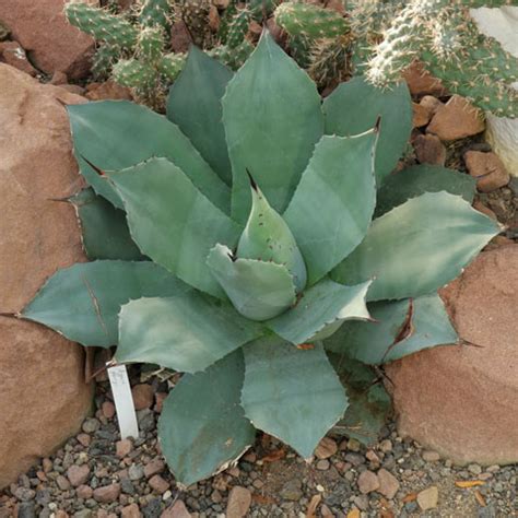 A cactus (plural cacti, cactuses, or less commonly, cactus) is a member of the plant family cactaceae, a family comprising about 127 genera with some 1750 known species of the order. Cacti and succulents identification
