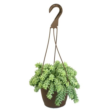 6 In Assorted Donkey Tails Hanging Basket Plant 0881003 The Home Depot