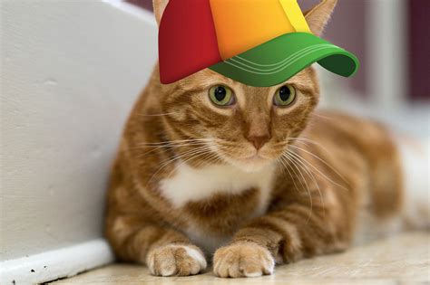 Cats In Hats Concept Design Cat Hat Cat Coffee Cat Memes