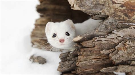 Weasel Snow Landscape Wildlife Animals Hd Wallpapers Desktop And