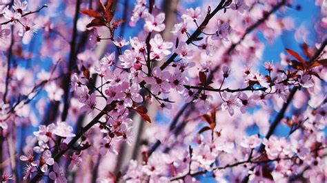 Cherry Blossom Spring Flowers 4k Cave Wallpapers